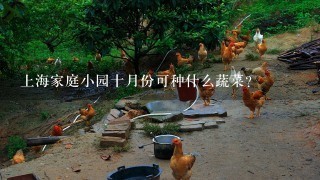 上海家庭小园十月份可种什么蔬菜？