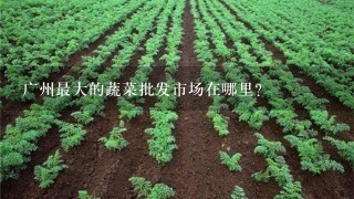 广州最大的蔬菜批发市场在哪里？