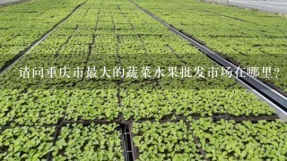 请问重庆市最大的蔬菜水果批发市场在哪里？