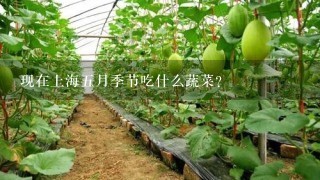 现在上海5月季节吃什么蔬菜？