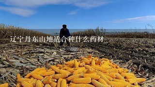 辽宁丹东山地适合种什么药材