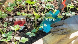 惠州惠阳哪里的菜市场批发便宜