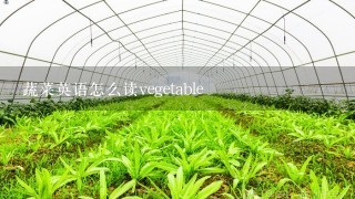 蔬菜英语怎么读vegetable