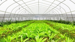 4川秋冬大朋可以种辣椒西红柿茄子吗？