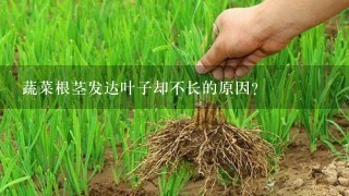 蔬菜根茎发达叶子却不长的原因？