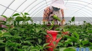 想问下佛山那个蔬菜批发市场拿货最便宜