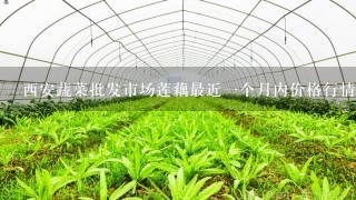 西安蔬菜批发市场莲藕最近1个月内价格行情？？？