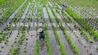 上海星辉蔬菜有限公司电话是多少？