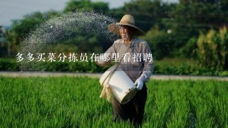 多多买菜分拣员在哪里看招聘