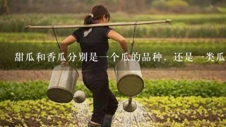 甜瓜和香瓜分别是1个瓜的品种，还是1类瓜的总称？