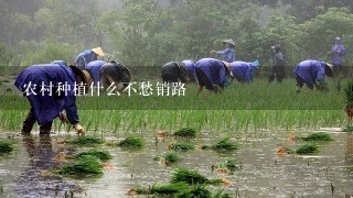 农村种植什么不愁销路