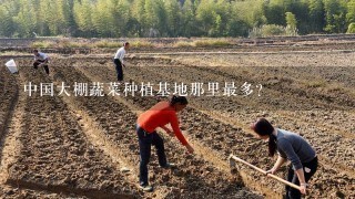 中国大棚蔬菜种植基地那里最多？