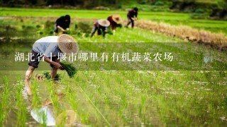 湖北省十堰市哪里有有机蔬菜农场