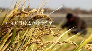 广东10月份适合种什么菜