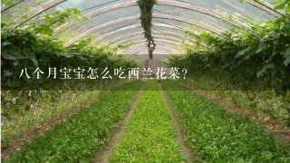 8个月宝宝怎么吃西兰花菜？