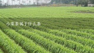 小菜茶属于什么茶