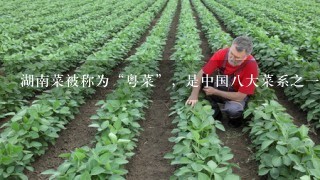 湖南菜被称为“粤菜”，是中国8大菜系之1。（ ）