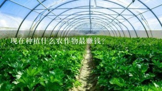 现在种植什么农作物最赚钱？