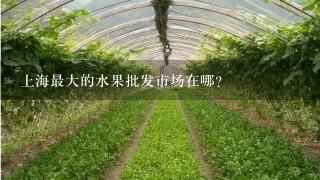 上海最大的水果批发市场在哪？