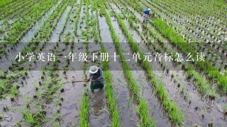 小学英语1年级下册十2单元音标怎么读