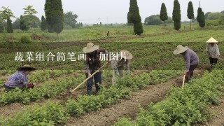 蔬菜组合简笔画，加图片