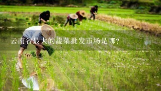 云南省最大的蔬菜批发市场是哪？