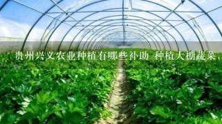 贵州兴义农业种植有哪些补助 种植大棚蔬菜，十亩有