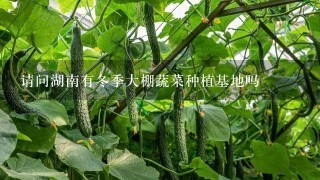 请问湖南有冬季大棚蔬菜种植基地吗