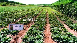 上海有几个蔬菜批发市场