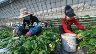 沙拉菜是什么蔬菜？