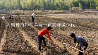 大棚种植奶油草莓1亩能赚多少钱