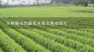 各种稀奇的蔬菜水果名称及图片