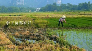 李子苗哪家好