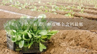 豆类、牛奶、青菜、虾皮哪个含钙最低