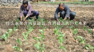 什么水果含钙量最高 含钙最高的10大水果