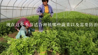 现在这个季节适合种植哪些蔬菜以及需要防治的病害？