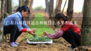 广东11月12月适合种植什么水果和蔬菜