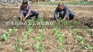 芒果代办点怎么找收购商