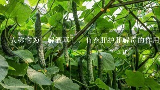 人称它为“解酒草”，有养肝护肝解毒的作用，现在却