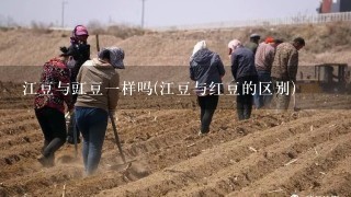 江豆与豇豆1样吗(江豆与红豆的区别)