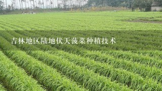 吉林地区陆地伏天菠菜种植技术