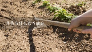 芹菜有什么营养成分