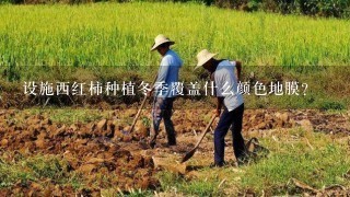 设施西红柿种植冬季覆盖什么颜色地膜？