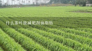 什么茶叶能减肥刮油脂肪