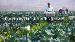 设施西红柿种植冬季覆盖什么颜色地膜？