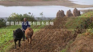 曹璐镇附近那有苗木基地