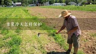 韭菜冷天怎样保护