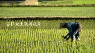 怎样无土栽培蔬菜