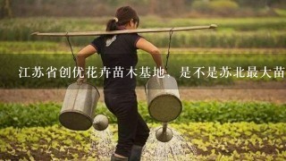 江苏省创优花卉苗木基地，是不是苏北最大苗木基地，信誉怎么样？