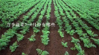 当季蔬菜5-6月份有哪些